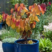 Cercis Plant - Eternal Flame