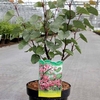 Cercis siliquastrum Plant