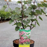 Cercis siliquastrum Plant