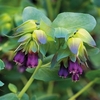 Cerinthe major 