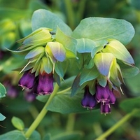 Cerinthe major 