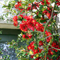 Chaenomeles japonica Plants