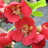 Chaenomeles Plant - Crimson and Gold