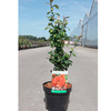 Chaenomeles Plant - Friesdorfer