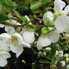 Chaenomeles Plant - Jet Trail