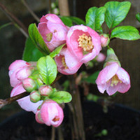Chaenomeles Plant - Pink Lady