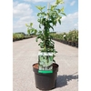 Chaenomeles spec. Plant - Yukigoten