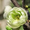 Chaenomeles spec. Plant - Yukigoten