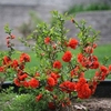 Chaenomeles speciosa 
