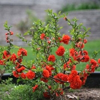 Chaenomeles speciosa 