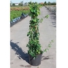 Chaenomeles sup. Plant - Cameo
