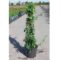 Chaenomeles sup. Plant - Cameo