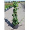 Chaenomeles sup. Plant - Cameo