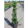 Chaenomeles sup. Plant - Cameo