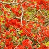 Chaenomeles Superba Nicoline