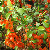 Chaenomeles superba Plant - Clementine