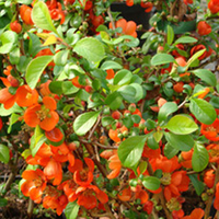Chaenomeles superba Plant - Clementine
