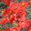 Chaenomeles superba Plant - Crimson and Gold