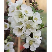 Chaenomeles superba Plant - Jettrail