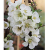 Chaenomeles superba Plant - Jettrail