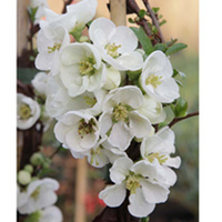 Chaenomeles superba Plant - Jettrail