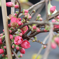 Chaenomeles superba Plant - Pink Lady