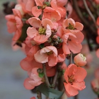 Chaenomeles superba Plant - Salmon Horizon