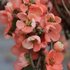 Chaenomeles superba Plant - Salmon Horizon