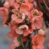 Chaenomeles superba Plant - Salmon Horizon