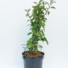 Chaenomeless superba Plant - Clementine