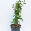Chaenomeless superba Plant - Clementine