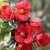 Chaenomeless superba Plant - Fascination