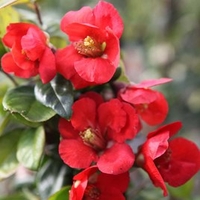 Chaenomeless superba Plant - Fascination