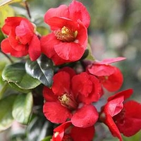 Chaenomeless superba Plant - Fascination