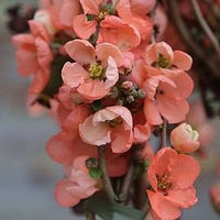 Chaenomeless superba Plant - Salmon Horizon