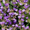 Chaenorhinum origanifolium Plants - Arista