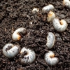 Chafer Grub Killer - 500m²