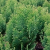 Chamaecyparis l. Plant - Minima Aurea