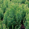 Chamaecyparis L. Plant - Minima-Aurea