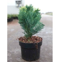 Chamaecyparis l. Plant - Pygmaea Agrentea