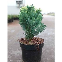 Chamaecyparis l. Plant - Pygmaea Argentea