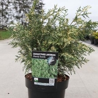 Chamaecyparis lasoniana Plant - Pearly Swirls