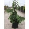 Chamaecyparis o. Plant - Fernspray Gold