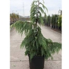 Chamaecyparis o. Plant - Fernspray Gold