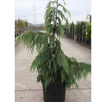 Chamaecyparis o. Plant - Fernspray Gold