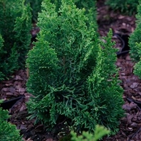 Chamaecyparis o. Plant - Meroki Twin
