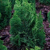 Chamaecyparis o. Plant - Meroki Twin