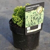 Chamaecyparis obtusa 