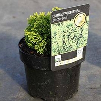 Chamaecyparis obtusa 