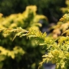 Chamaecyparis obtusa 